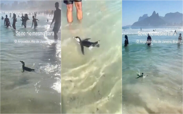 Pinguim faz sucesso ao nadar entre banhistas no Arpoador
