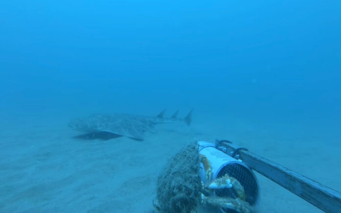Tubarão-anjo em vias de extinção é filmado pela primeira vez desde 2021