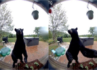 Urso surpreende ao “tocar à campainha” antes de explorar casa nos EUA