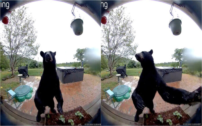 Urso surpreende ao “tocar à campainha” antes de explorar casa nos EUA