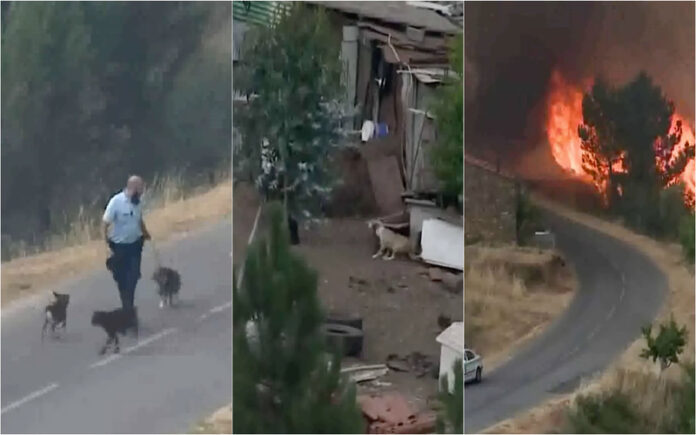 GNR salva cães cercados pelo fogo na Pampilhosa da Serra