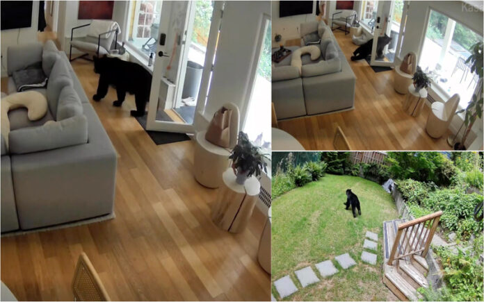 Mini guarda-costas de quatro patas afasta urso invasor de casa em Vancouver