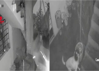 Cadela salva família ao enfrentar explosivo no Peru