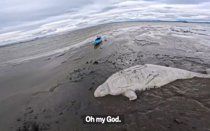 Caiaqueiros salvam baleia beluga encalhada no Alasca