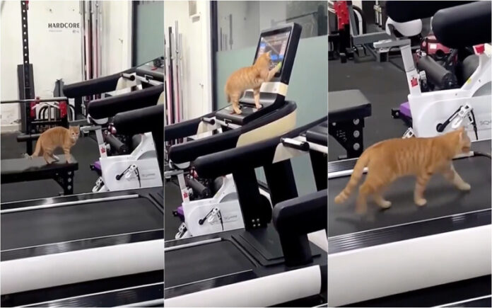 Gato corre sozinho na passadeira