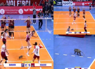 Gambá invade jogo de voleibol feminino em São Paulo e causa susto nas jogadoras