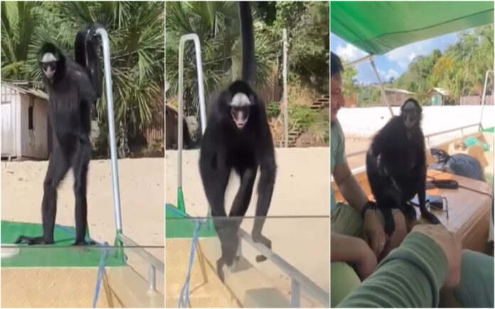Macaco-aranha invade lancha e encanta turistas na Floresta Nacional do Tapajós