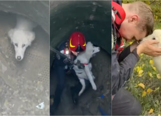 Cadela é salva de poço profundo em quintal abandonado na Roménia