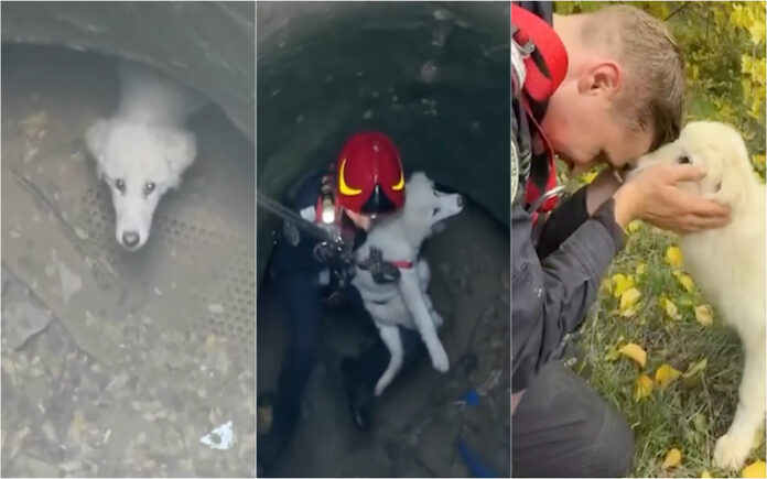 Cadela é salva de poço profundo em quintal abandonado na Roménia