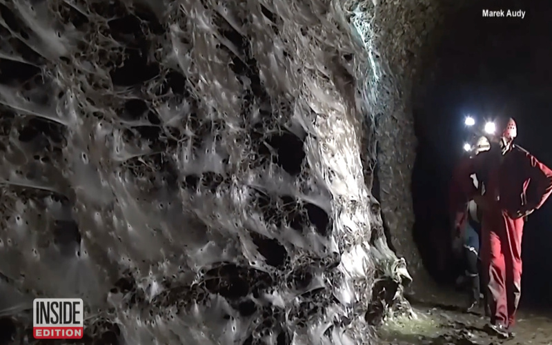 Descoberta histórica: Maior teia de aranha do mundo abriga 110 mil aranhas