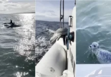 Foca salva-se de ataque de orcas ao refugiar-se na popa de um barco