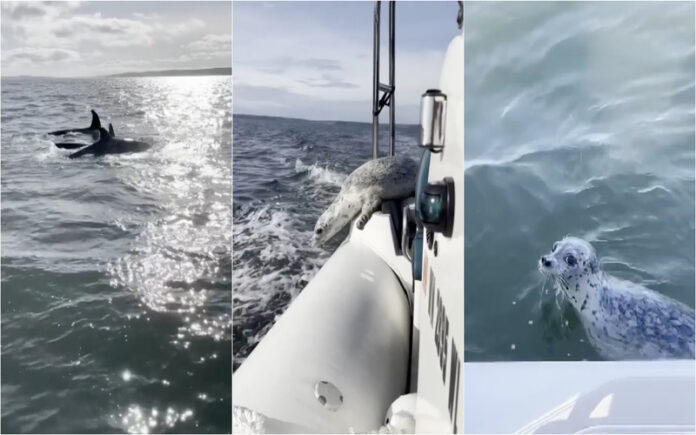 Foca salva-se de ataque de orcas ao refugiar-se na popa de um barco