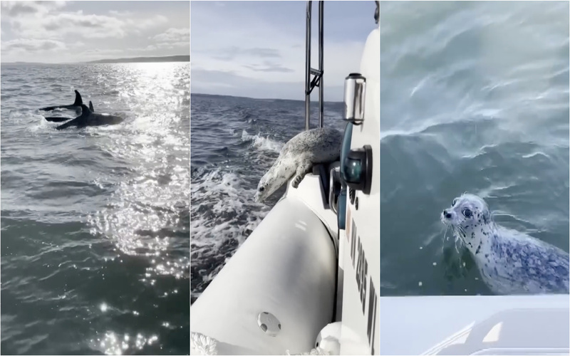 Foca salva-se de ataque de orcas ao refugiar-se na popa de um barco