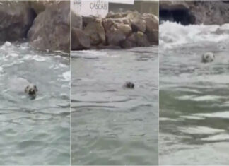 Foca-cinzenta aparece surpreendentemente na Marina de Cascais