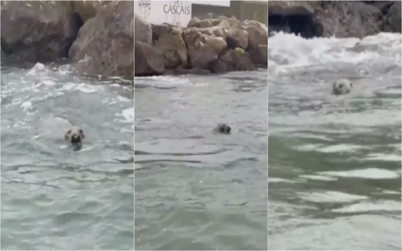 Foca-cinzenta aparece surpreendentemente na Marina de Cascais