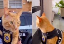 Gato torna atendimento mais humano numa esquadra brasileira