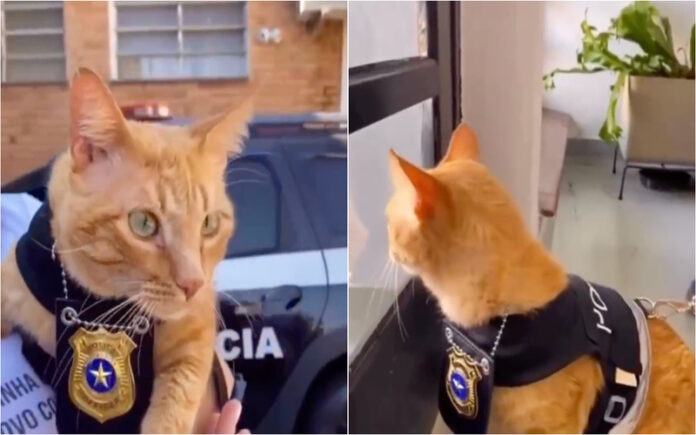 Gato torna atendimento mais humano numa esquadra brasileira