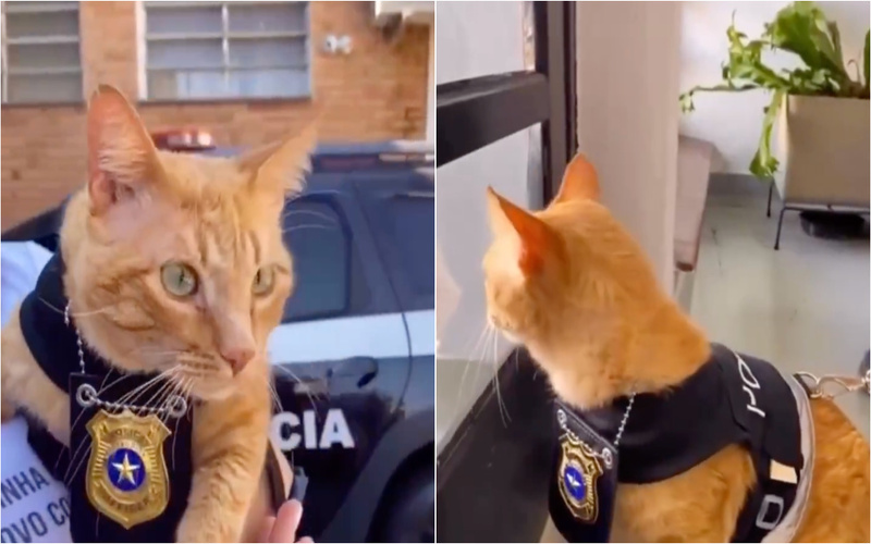 Gato torna atendimento mais humano numa esquadra brasileira