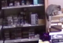 Guaxinim surpreende vila após noite de “excesso” numa loja de bebidas