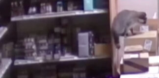 Guaxinim surpreende vila após noite de “excesso” numa loja de bebidas