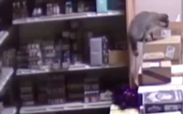 Guaxinim surpreende vila após noite de “excesso” numa loja de bebidas