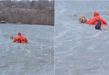 Bombeiros resgatam labrador de lago congelado nos Estados Unidos