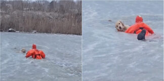 Bombeiros resgatam labrador de lago congelado nos Estados Unidos