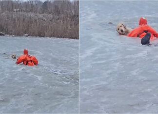 Bombeiros resgatam labrador de lago congelado nos Estados Unidos