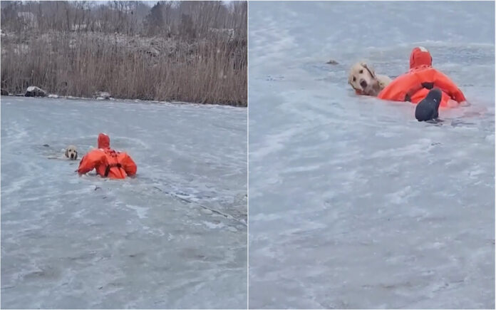 Bombeiros resgatam labrador de lago congelado nos Estados Unidos