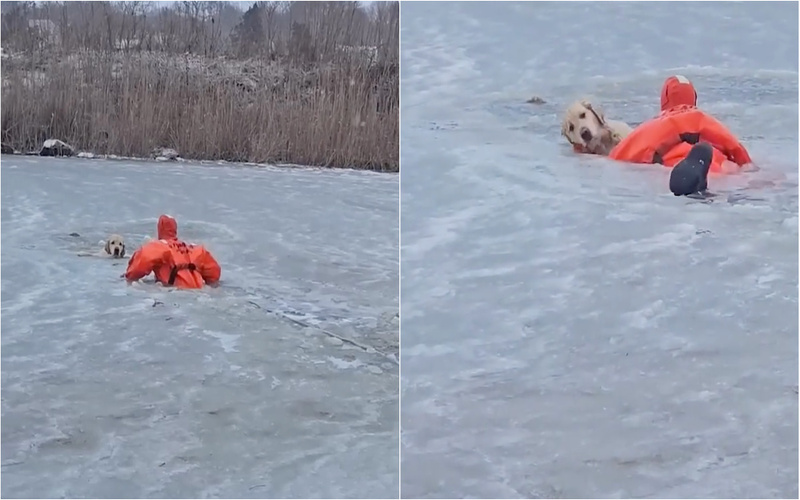 Bombeiros resgatam labrador de lago congelado nos Estados Unidos