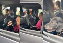 Cão desaparecido após acidente ferroviário em Espanha regressa à família