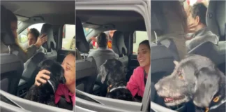 Cão desaparecido após acidente ferroviário em Espanha regressa à família