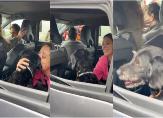 Cão desaparecido após acidente ferroviário em Espanha regressa à família