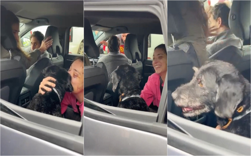 Cão desaparecido após acidente ferroviário em Espanha regressa à família