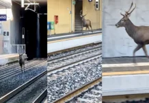 Veado provoca caos momentâneo numa estação ferroviária italiana