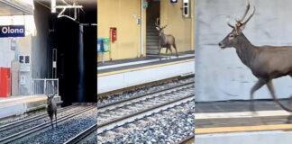 Veado provoca caos momentâneo numa estação ferroviária italiana