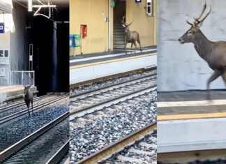 Veado provoca caos momentâneo numa estação ferroviária italiana