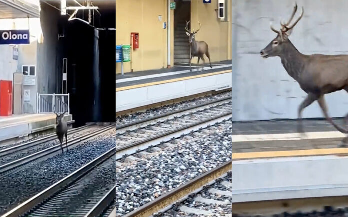 Veado provoca caos momentâneo numa estação ferroviária italiana