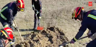 Cadela fica presa numa toca após perseguir coelho e é resgatada seis horas depois