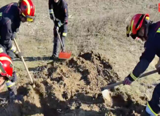 Cadela fica presa numa toca após perseguir coelho e é resgatada seis horas depois