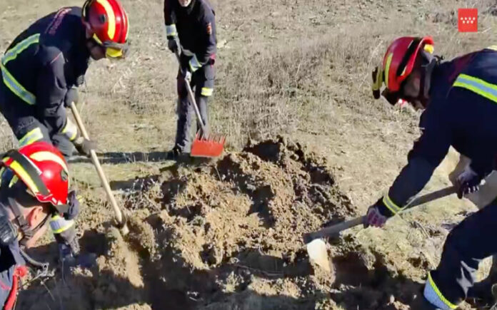 Cadela fica presa numa toca após perseguir coelho e é resgatada seis horas depois
