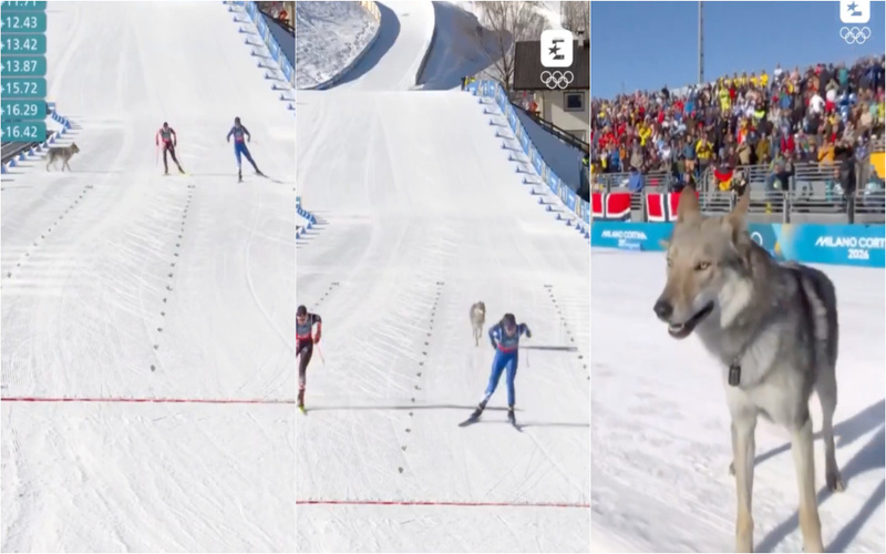 Cão invade pista e acompanha esquiadoras até à meta