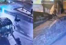 Ladrão foge de ourivesaria montado num burro e torna se viral