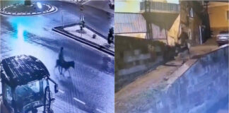 Ladrão foge de ourivesaria montado num burro e torna se viral