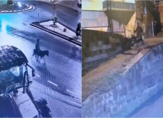 Ladrão foge de ourivesaria montado num burro e torna se viral