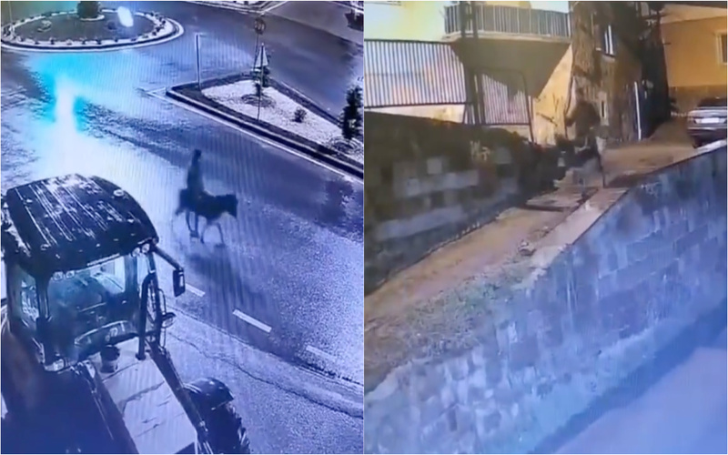 Ladrão foge de ourivesaria montado num burro e torna-se viral