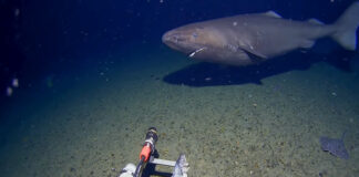 Tubarão é filmado pela primeira vez nas águas geladas da Antártida