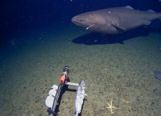 Tubarão é filmado pela primeira vez nas águas geladas da Antártida