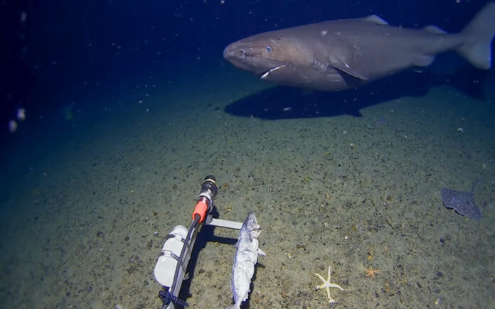 Tubarão é filmado pela primeira vez nas águas geladas da Antártida