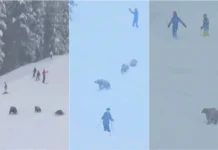 Ursos invadem pista de esqui e surpreendem turistas na Califórnia